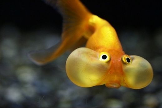 Süs Balık Çeşitleri Nelerdir?