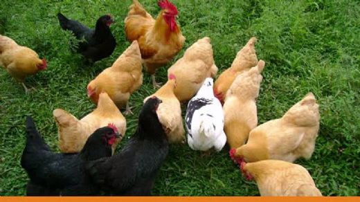 Tavuk Çeşitleri Nelerdir?