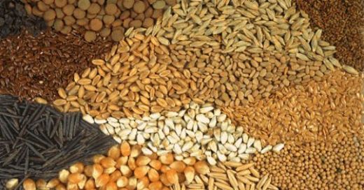 Tohum Çeşitleri Nelerdir?