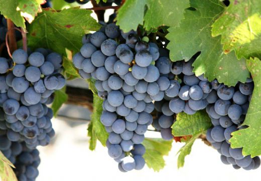 Üzüm Çeşitleri Nelerdir?