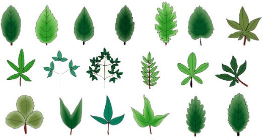 Yaprak Çeşitleri Nelerdir?