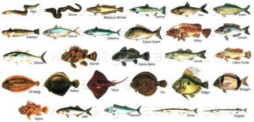 Yenen Balık Çeşitleri