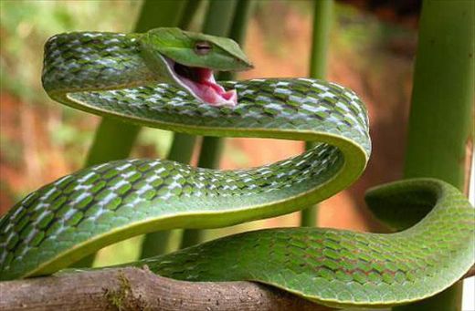 Yılan Çeşitleri Nelerdir?