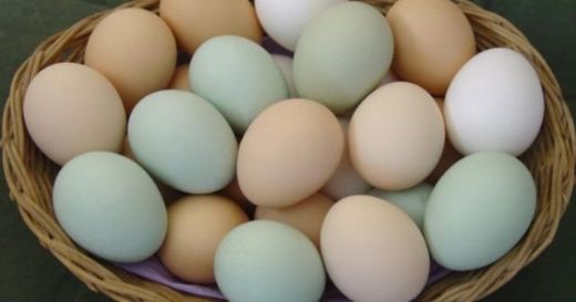 Yumurta Çeşitleri