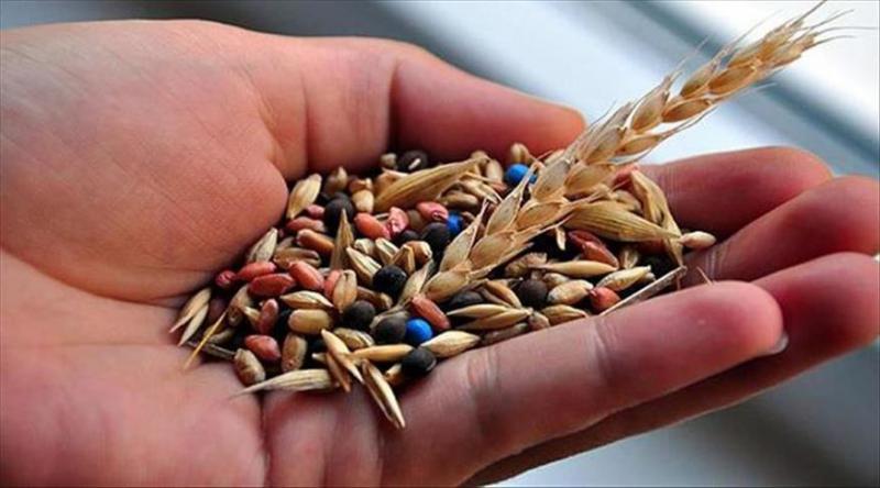 Buğday Tohumu Çeşitleri